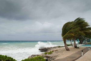 A picture of blowing trees in a hurricane in Florida